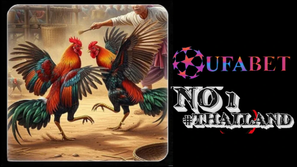 การชนไก่